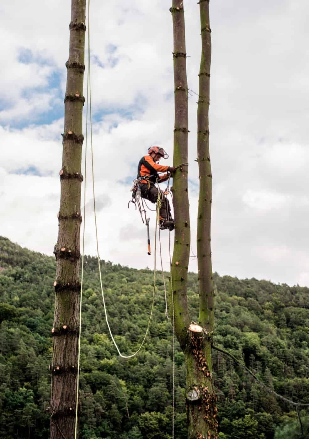 Emergency Tree Services Leicester Tree Surgeon Leicestershire