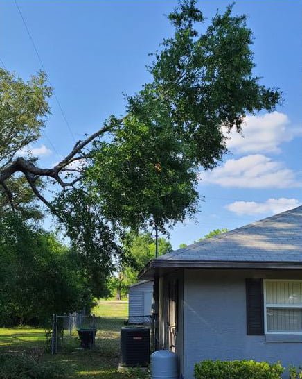 Tree Surgeon Leicester