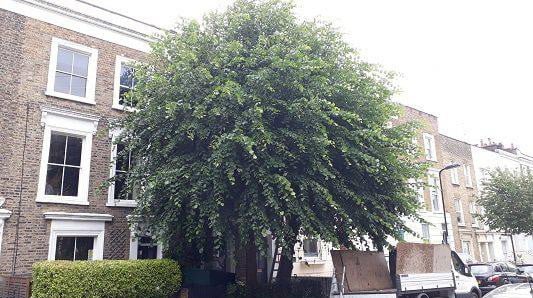 Tree Surgery Leicestershire Tree Surgery Leicestershire