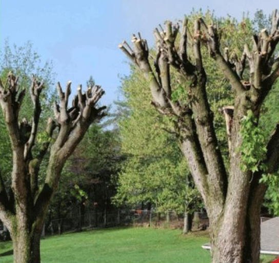 Tree Pruning & Lopping