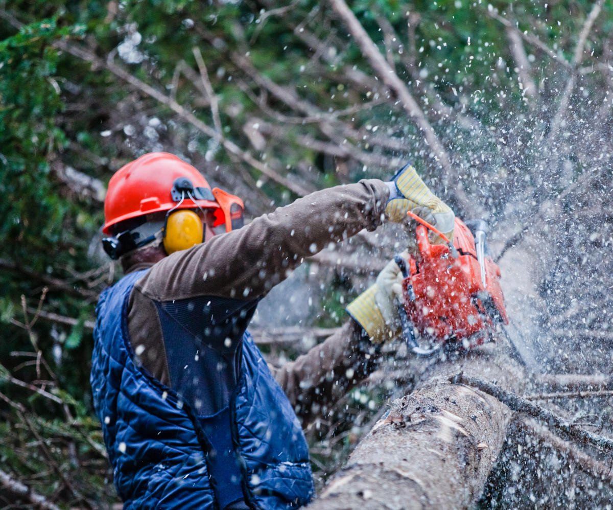 Emergency Tree Services Leicester Oakland Tree Services Ltd