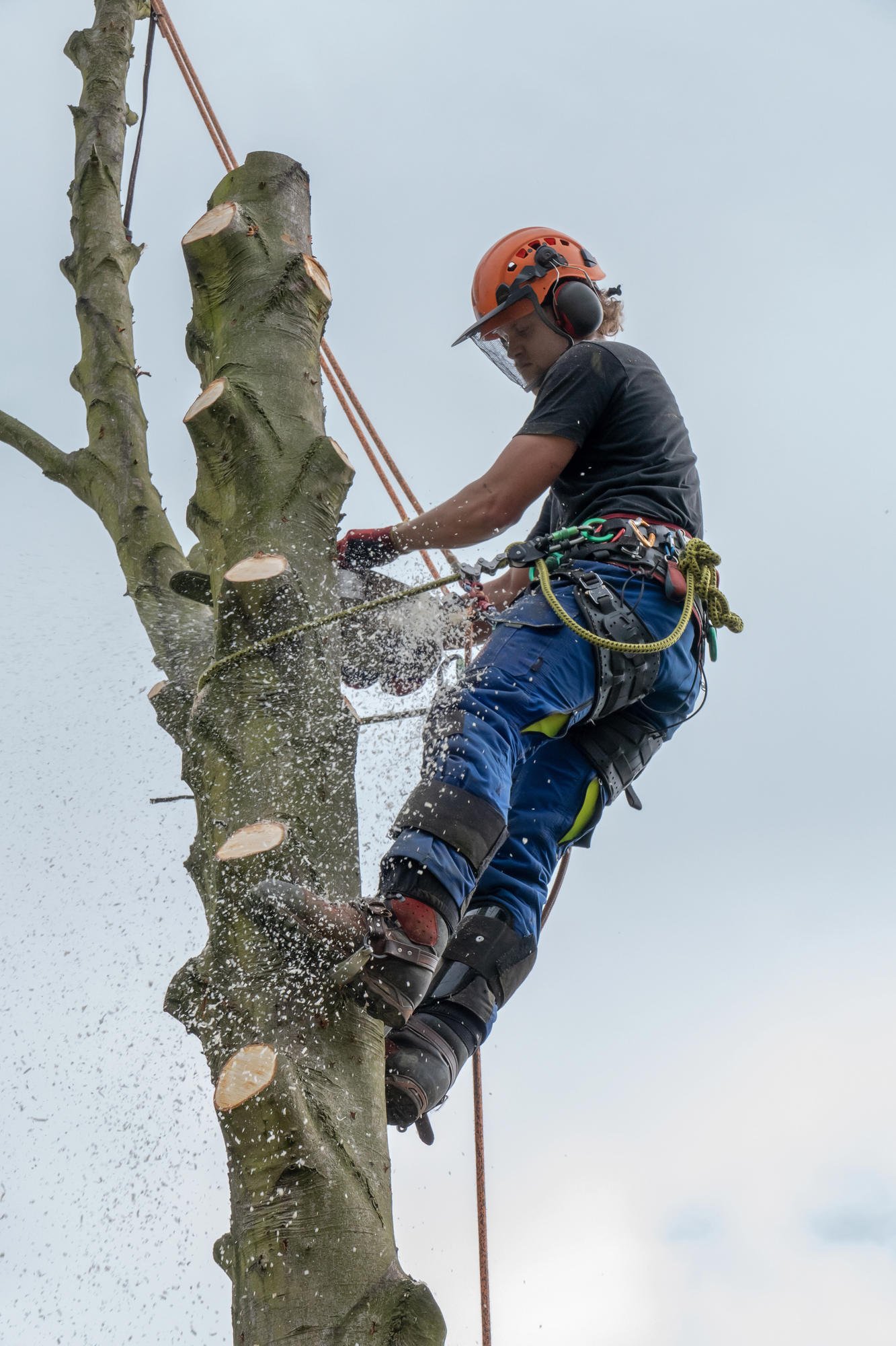 Tree Felling Leicester Tree Surgeon Leicester
